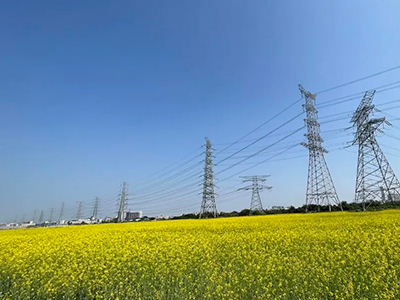 j9数字站妄想丨央视点赞东莞厚街复耕良田盛开迎春花！！