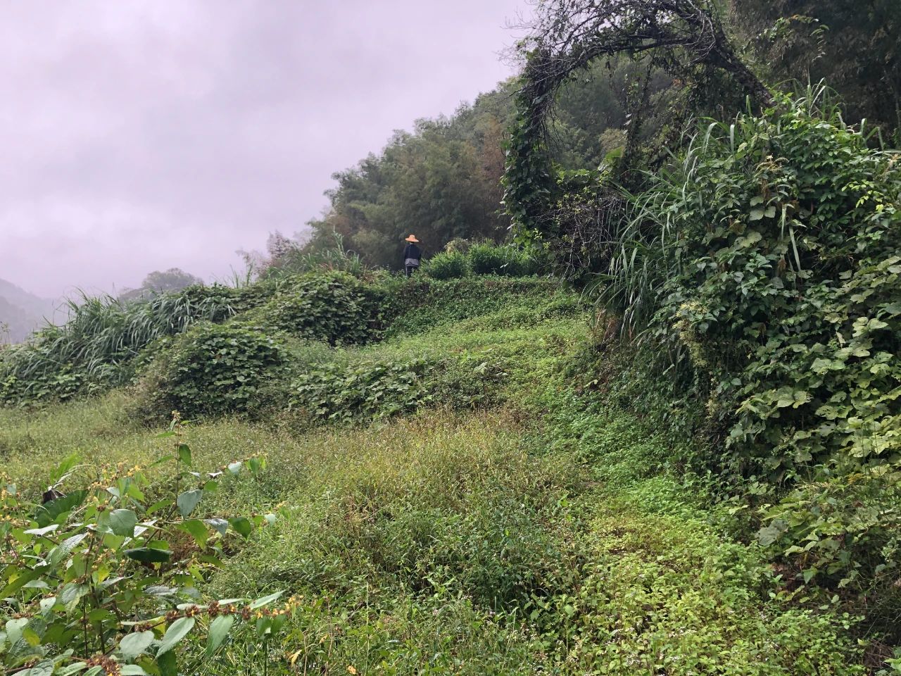 j9数字站妄想 | 我司土地整治项目二次荣登央视，荒地变良田，智绘好丰景